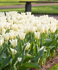 Лале Уайт Емперор (Tulip White Emperor) – Величествена чистота и елегантност!