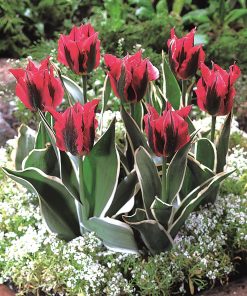 Лале Есперанто (Tulip Esperanto)- Артистичен шедьовър във вашата градина!