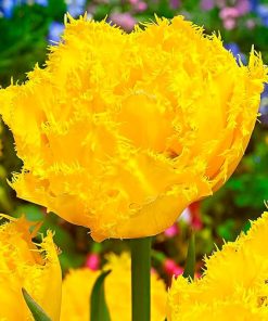 Лале Екзотик Сън (Tulip Exotic Sun)- Екзотично слънце за вашата градина!