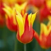 Лале Бейсайд Флейм (Tulip Bayside Flame)-Пламък от цвят за вашата градина!