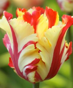 Лале Флейминг Парот (Tulip Flaming Parrot)- Експлозия от цветове!