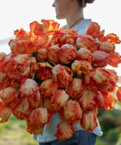 Лале Парот Кинг (Tulip Parrot King)- Царствена елегантност и екзотика!