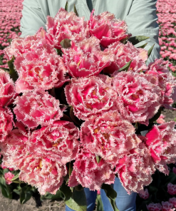 Лале Брест (Tulip Brest)- Екзотична красота от природата!