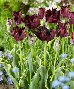 Лале Фроузън Найт (Tulip Frozen Night)- Ледена красота в нощта!