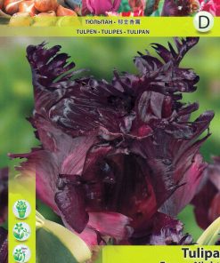 Лале Фроузън Найт (Tulip Frozen Night)- Ледена красота в нощта!