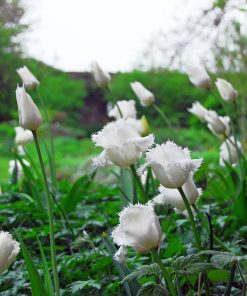 Лале Хънимън (Tulip Honeymoon)- Нежност и романтика в бяло!