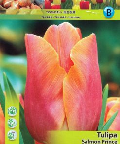 Лале Салмън Принс (Tulip Salmon Prince) - Деликатна красота и финес!