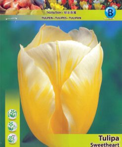 Лале Суийтхарт (Tulip Sweetheart) – Слънчева нежност и елегантност!