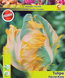 Лале Парот Кинг (Tulip Parrot King)- Царствена елегантност и екзотика!