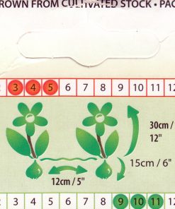 Лале Суийтхарт (Tulip Sweetheart) – Слънчева нежност и елегантност!