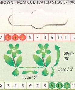 Лале Балада Уайт (Tulip Ballade White)-Класическа елегантност и чистота!