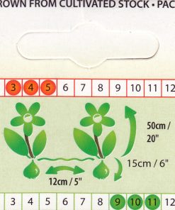 Лале Парот Кинг (Tulip Parrot King)- Царствена елегантност и екзотика!