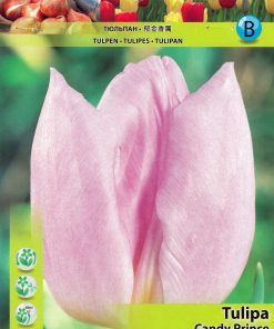 Лале Канди Принс (Tulip Candy Prince)- Елегантен цвят и нежен аромат!