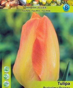 Лале Пурисима Оранж (Tulip Purissima Orange) – Топло, слънчево и завладяващо!