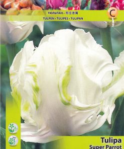 Лале Супер Парот (Tulip Super Parrot)- Изящество с екзотичен привкус!