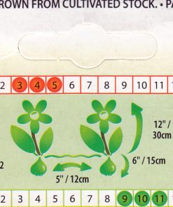 Лале Пурисима Оранж (Tulip Purissima Orange) – Топло, слънчево и завладяващо!