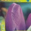 Лале Пърпъл Принс (Tulip Purple Prince) – Величествена красота в лилав цвят!