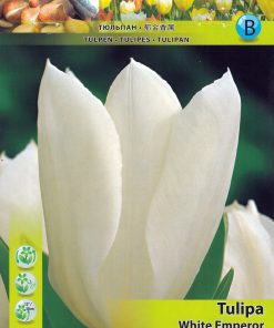Лале Уайт Емперор (Tulip White Emperor) – Величествена чистота и елегантност!