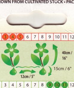 Лале Пърпъл Принс (Tulip Purple Prince) – Величествена красота в лилав цвят!