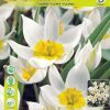 Лале Полихрома (Tulip Polychroma)- Естествена красота и чар!