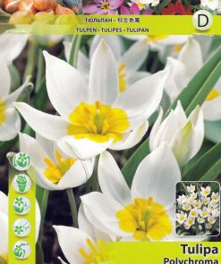 Лале Полихрома (Tulip Polychroma)- Естествена красота и чар!
