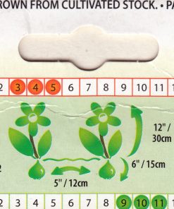 Лале Уайт Емперор (Tulip White Emperor) – Величествена чистота и елегантност!