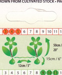 Лале Бургунди (Tulip Burgundy)-Елегантна красота в цвят вино!