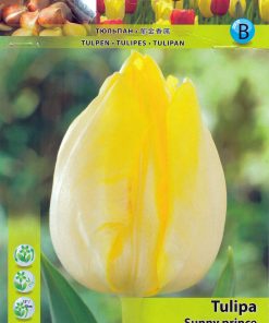 Лале Съни Принс (Tulip Sunny Prince) – Сияйно слънце за вашата градина!