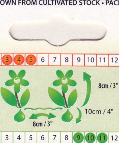 Лале Полихрома (Tulip Polychroma)- Естествена красота и чар!