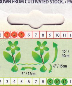 Лале Съни Принс (Tulip Sunny Prince) – Сияйно слънце за вашата градина!