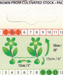 Лале Балада (Tulip Ballade)- Нежен танц на цветове в градината!