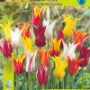 Лале Лилифлауъринг миксед (Tulip Lilyflowering Mixed)- Изтънчена елегантност и разнообразие!