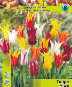 Лале Лилифлауъринг миксед (Tulip Lilyflowering Mixed)- Изтънчена елегантност и разнообразие!