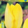 Лале Йелоу Пюрисима (Tulip Yellow Purissima)– Чисто злато за вашата градина!