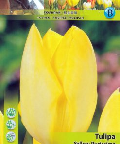 Лале Йелоу Пюрисима (Tulip Yellow Purissima)– Чисто злато за вашата градина!
