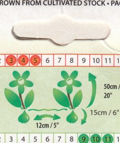 Лале Горила (Tulip Gorilla)- Дръзко и уникално!