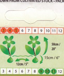 Лале Кашарел (Tulip Cacharel)-Пъстрота с екзотичен привкус!