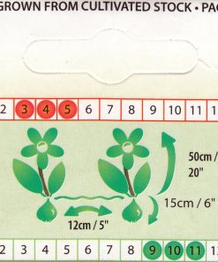 Лале Лайън Кинг (Tulip Lion King)- Царствена сила и красота!