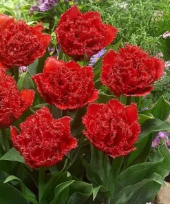 Лале Лайън Кинг (Tulip Lion King)- Царствена сила и красота!