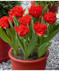 Лале Лайън Кинг (Tulip Lion King)- Царствена сила и красота!