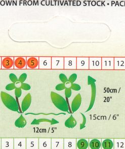 Лале Нау Санта (Tulip Now Santa)- Коледна магия за вашата градина!