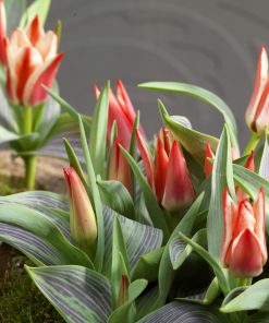 Лале Плезир (Tulip Plaisir) – Двуцветна радост за вашата градина