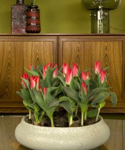 Лале Плезир (Tulip Plaisir) – Двуцветна радост за вашата градина