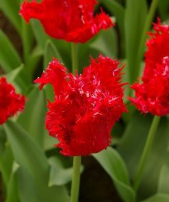 Лале Барбадос (Tulip Barbados)-Тропическият полъх на Карибите в градината ви!