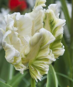 Лале Супер Парот (Tulip Super Parrot)- Изящество с екзотичен привкус!