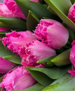 Лале Кашарел (Tulip Cacharel)-Пъстрота с екзотичен привкус!