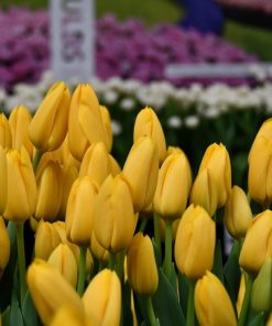 Лале Кòнкерър (Tulip Conqueror)- Покоряваща красота в златно!