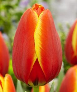 Лале Уърлдс Фейвърит (Tulip World`s Favourite) - Невероятна феерия от цветове!