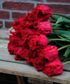 Лале Барбадос (Tulip Barbados)-Тропическият полъх на Карибите в градината ви!