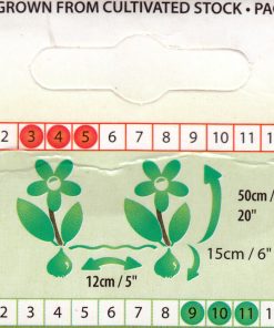 Лале Брест (Tulip Brest)- Екзотична красота от природата!